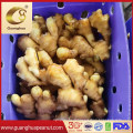 Wholesale Fresh Ginger New Crop in Bulk